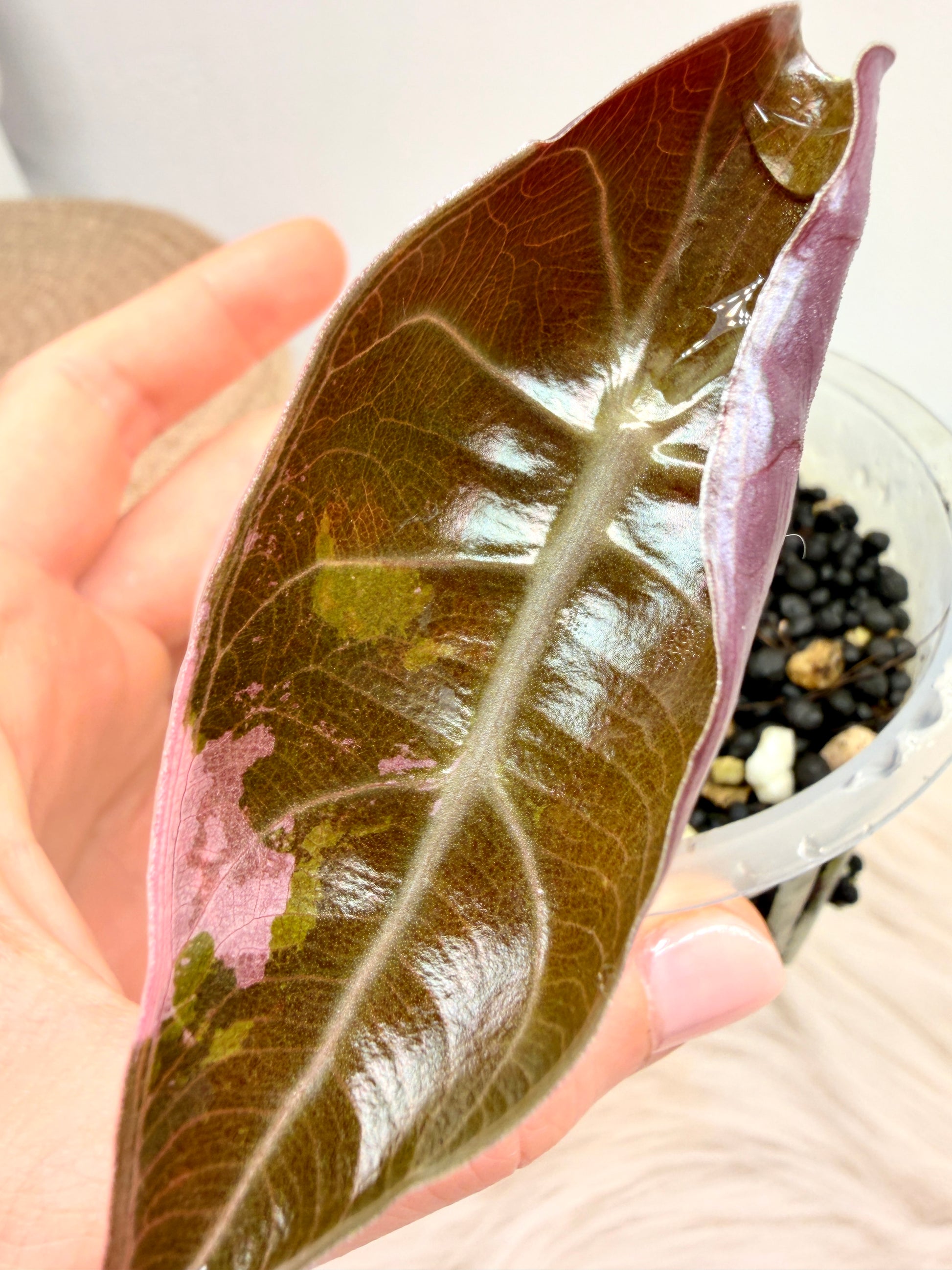 Alocasia Sedenii Pink Variegata