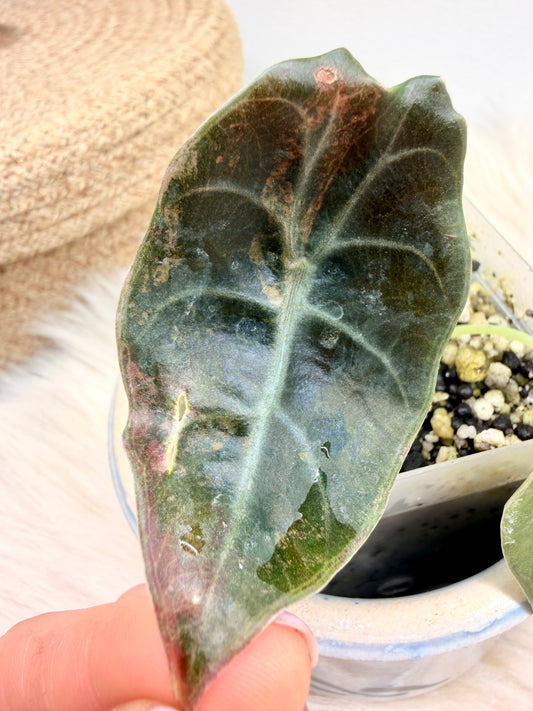 Variegated Alocasia Sedenii Aurea