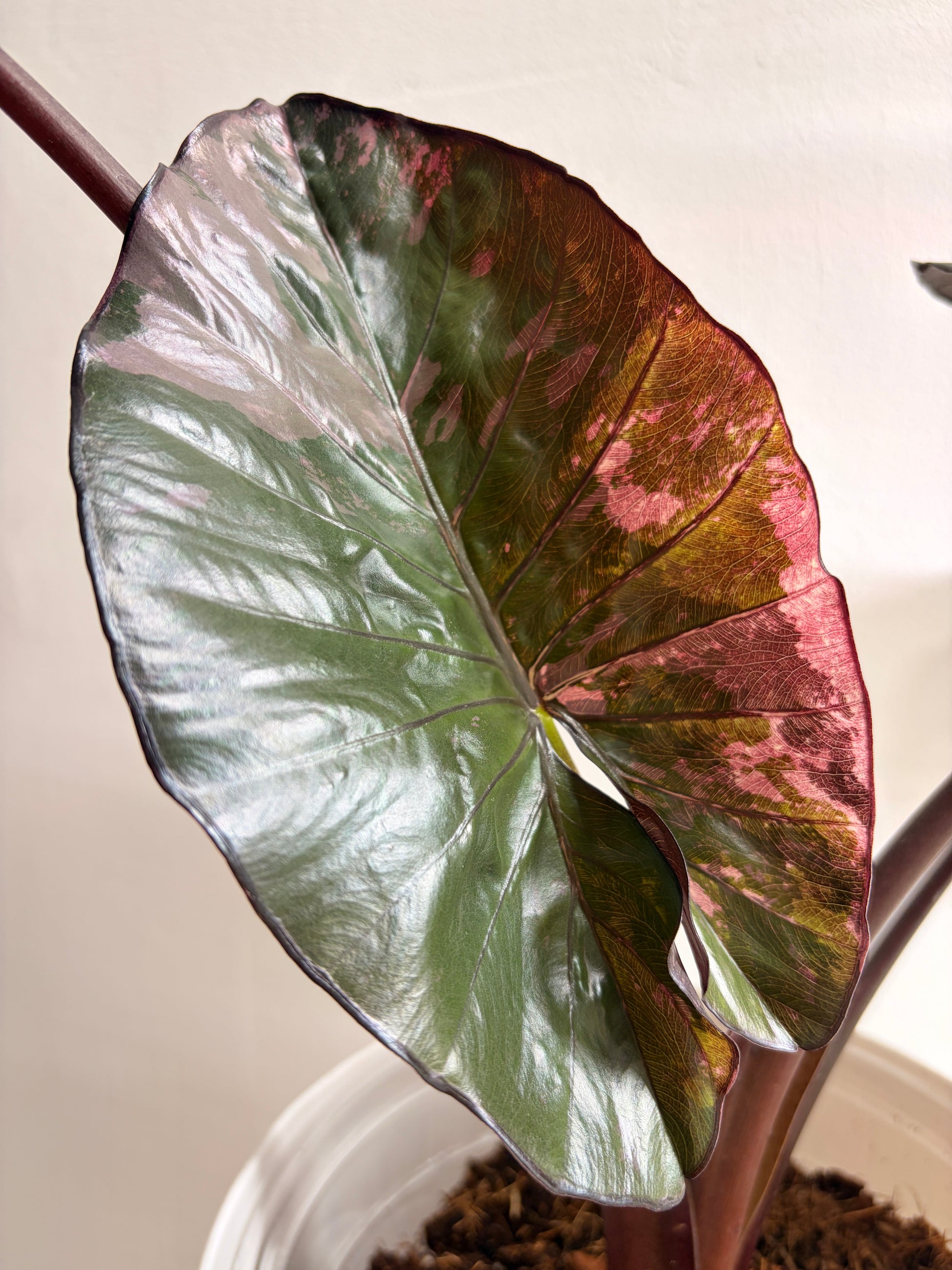 Alocasia Serendipity Pink Variegata Corm | Rhizom