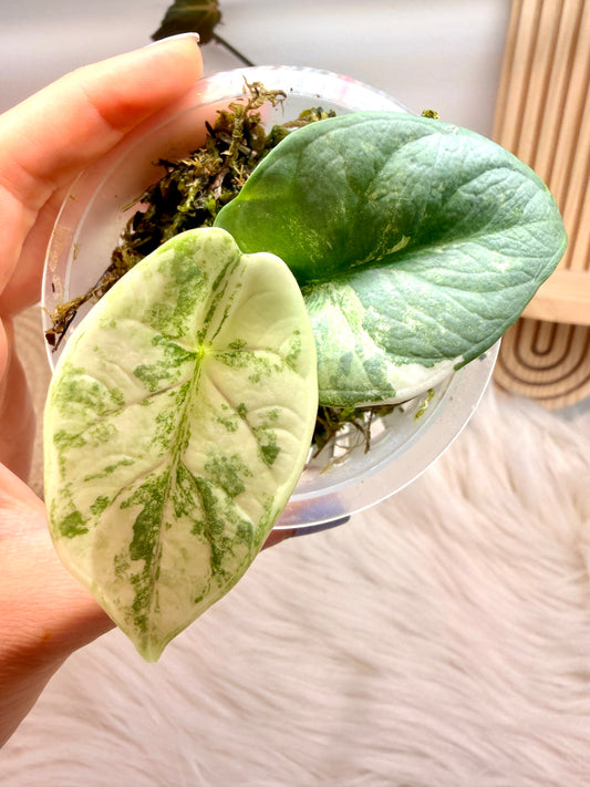 Variegated Alocasia Silver Dragon Albo