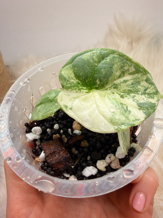 Variegated Alocasia Silver Dragon Albo