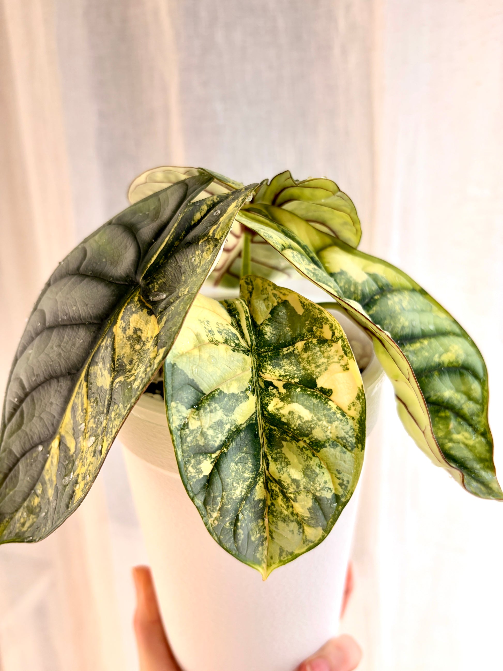 Alocasia Silver Dragon Aurea Corms