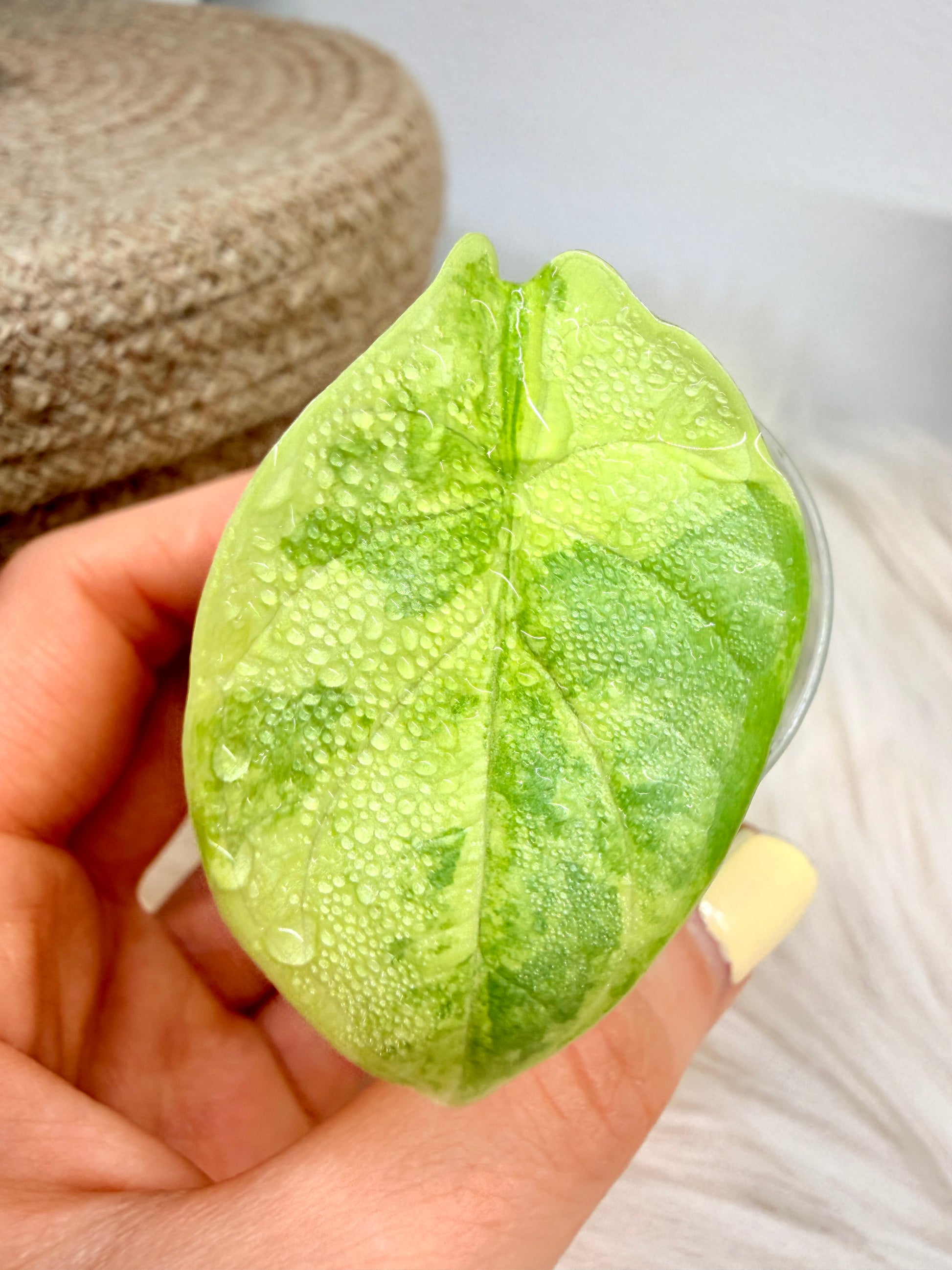 Alocasia Silver Dragon Aurea from corm