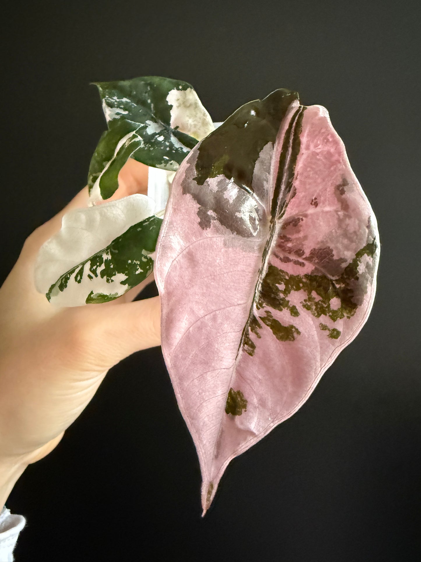 Variegated Alocasia Chantrieri Pink