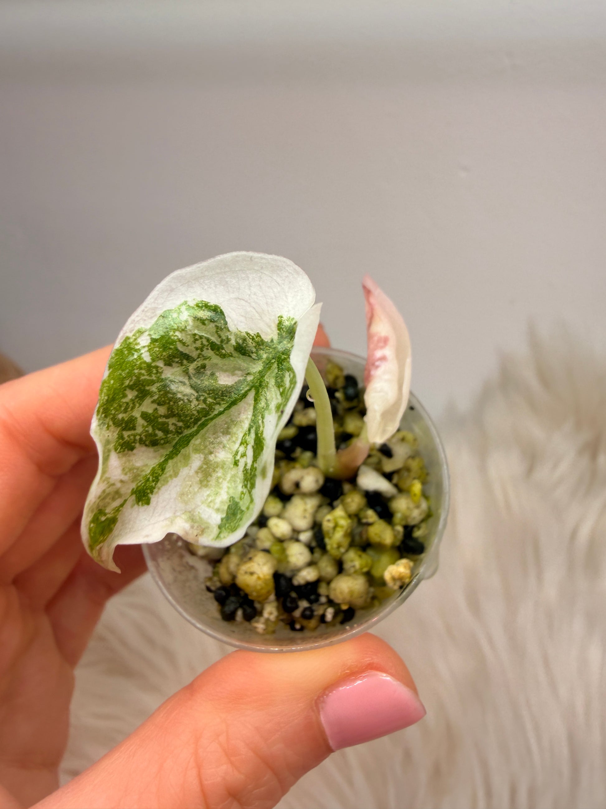 Alocasia Cuprea Pink Variegata