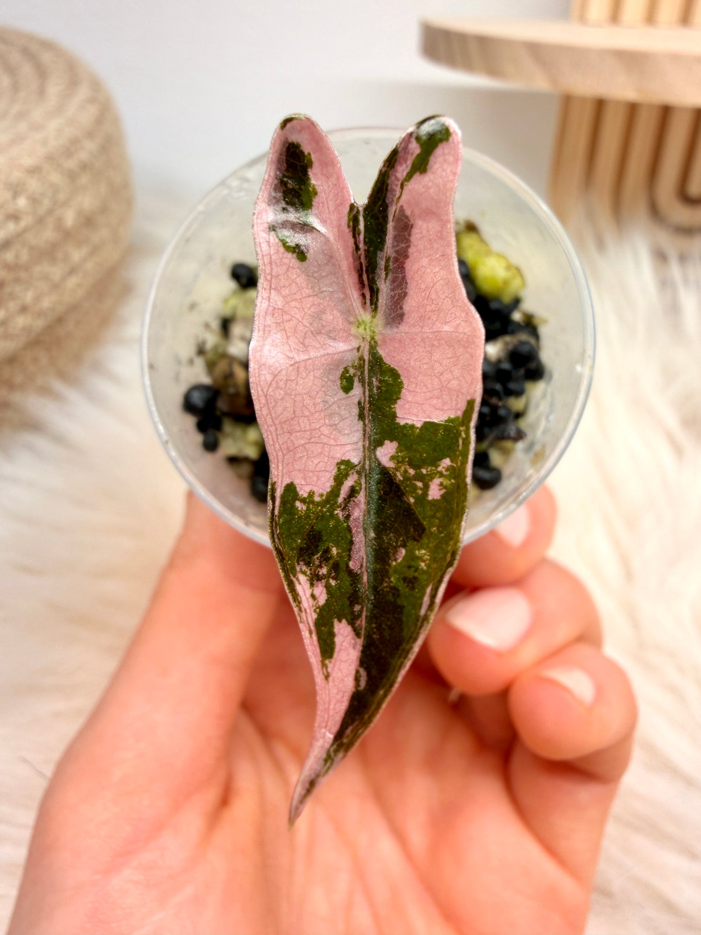 Variegated Alocasia Nobilis Pink