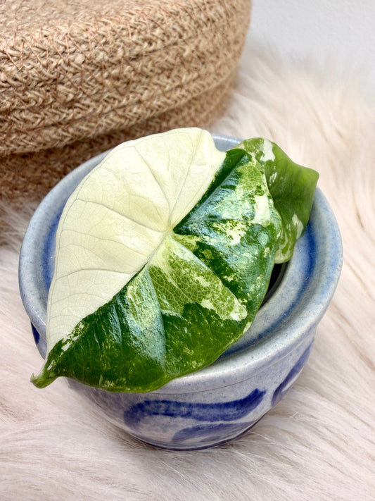 Variegated Alocasia Platinum Albo