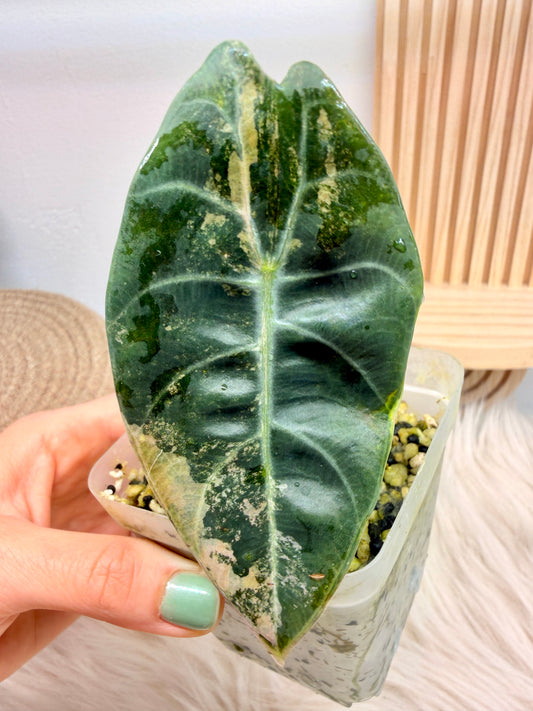 Variegated Alocasia Sedenii Aurea