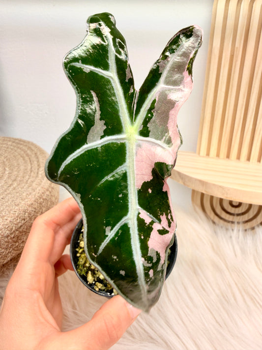 Variegated Alocasia Nobilis Pink