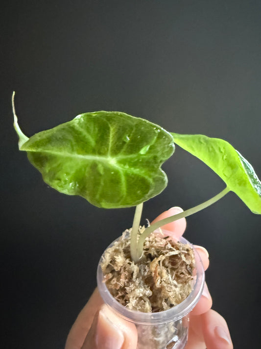 Alocasia Venom