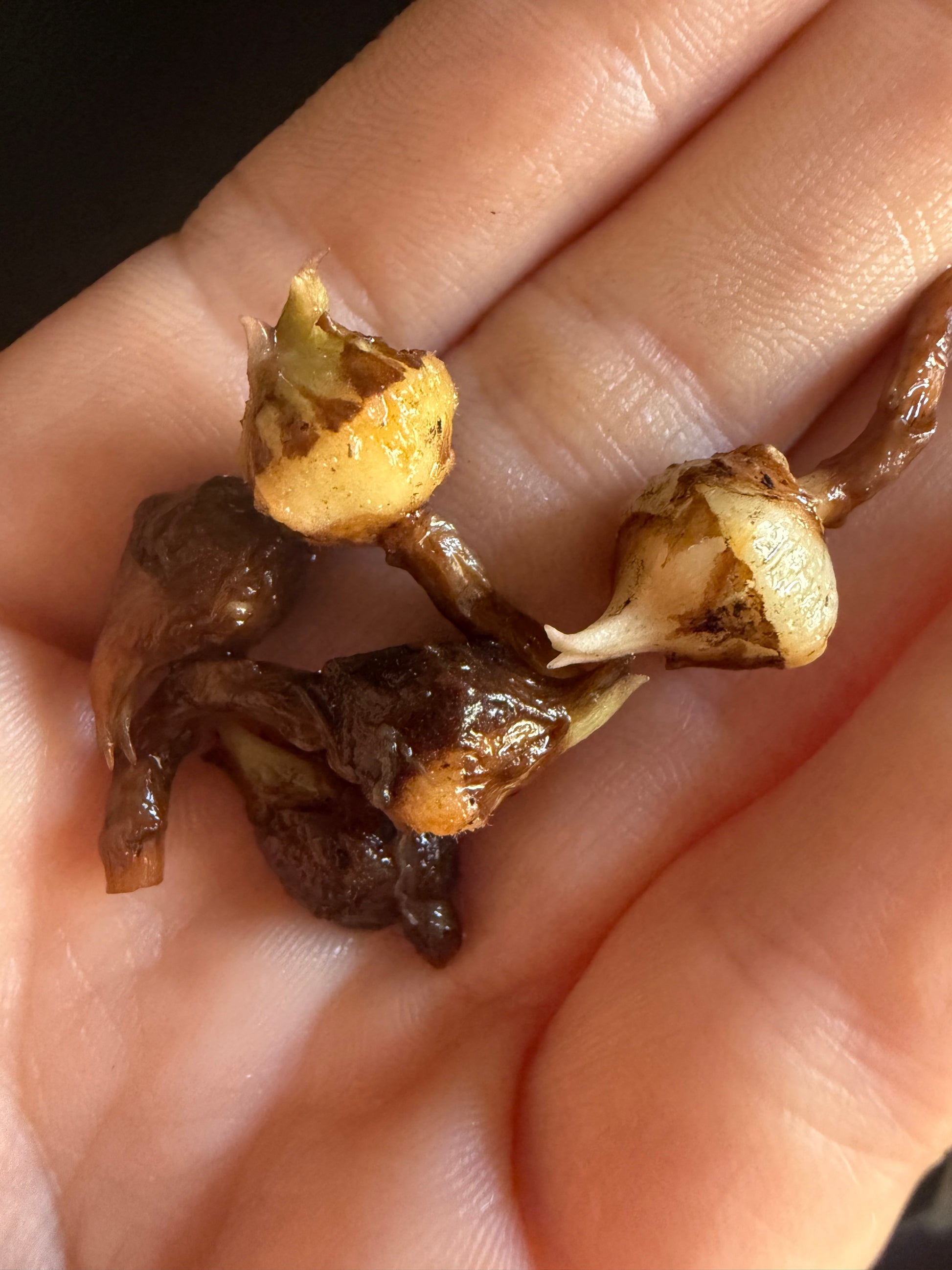 Alocasia Venom Corms | Rhizome