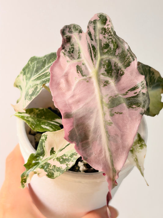 Variegated Alocasia Venom Pink Corms | Rhizome