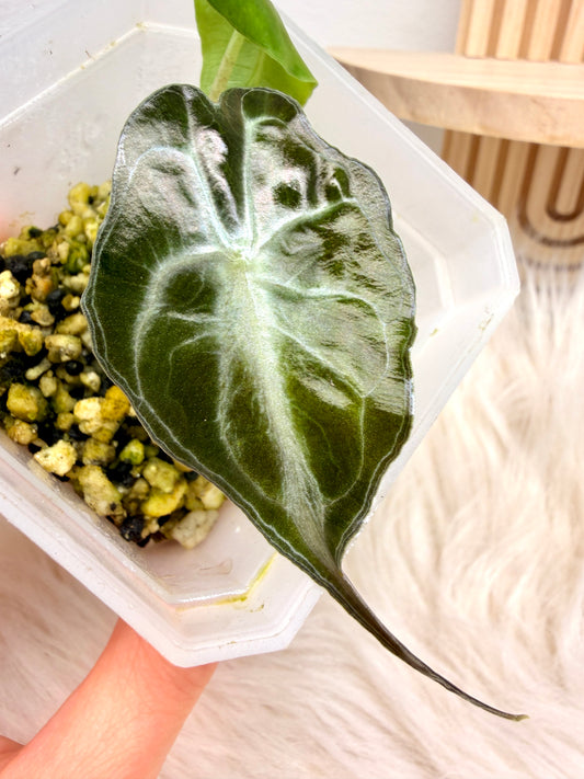 Alocasia Venom