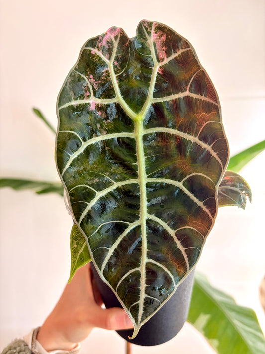 Alocasia Watsoniana Doff Pink Rhizome