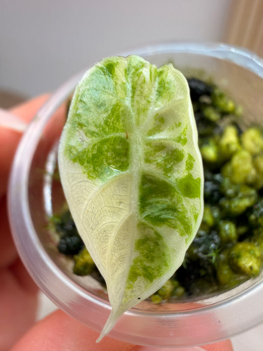 Alocasia Watsoniana Doff Pink Rhizome Babyplant