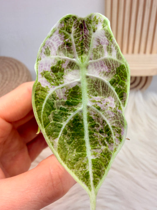 Alocasia Watsoniana Doff Pink Variegata
