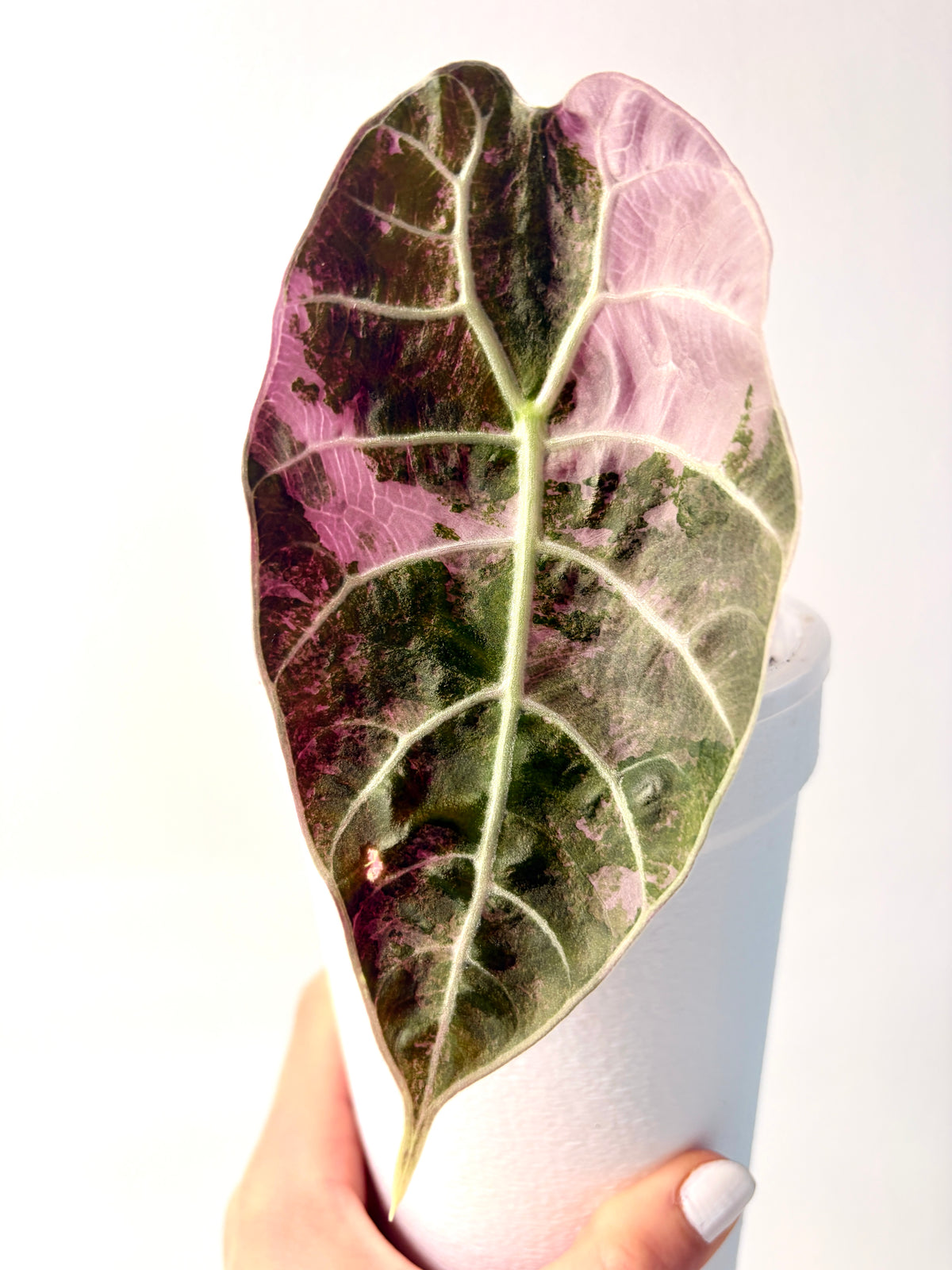 Variegated Alocasia Watsoniana Doff Pink Corms |Rhizome