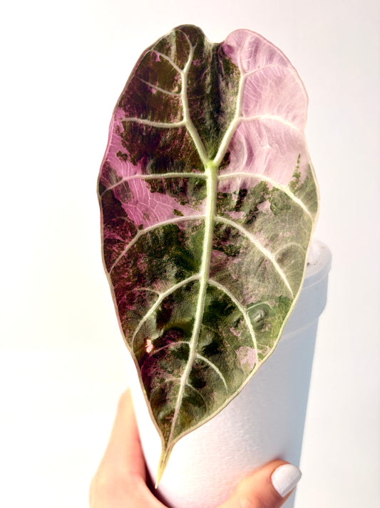 Variegated Alocasia Watsoniana Doff Pink Corms |Rhizome