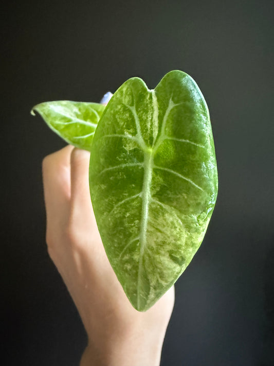 Alocasia Watsoniana Variegata