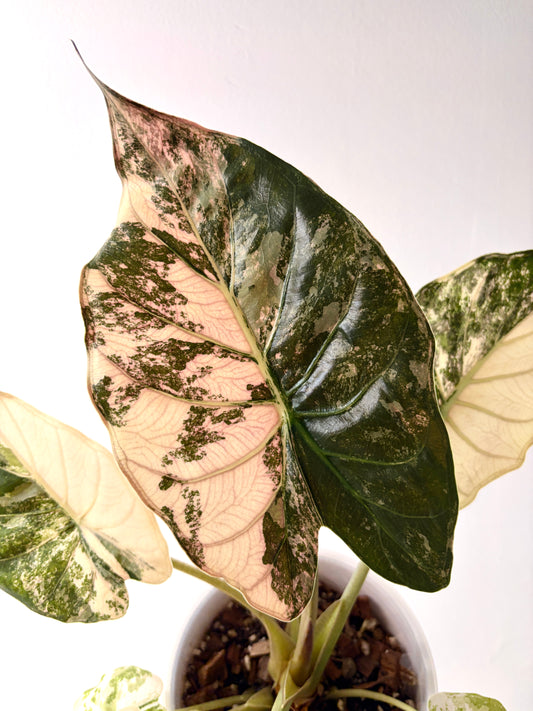 Alocasia Went Albo Pink Corms | Rhizome