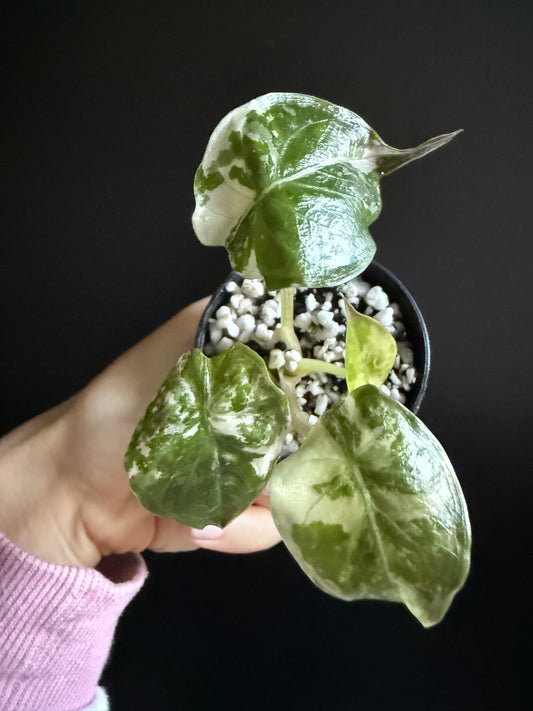 Alocasia Wentii Albo Pink Variegata