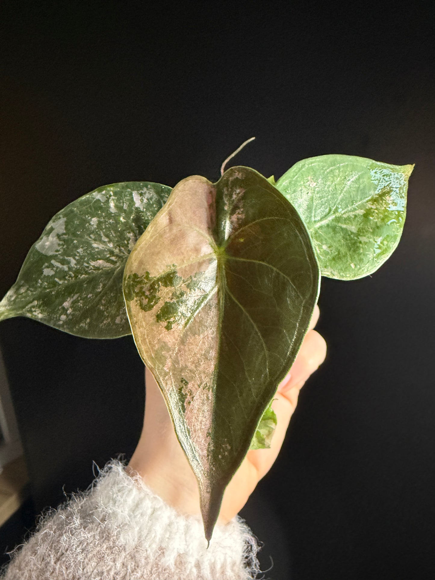 Variegated Alocasia Wentii Albo Pink