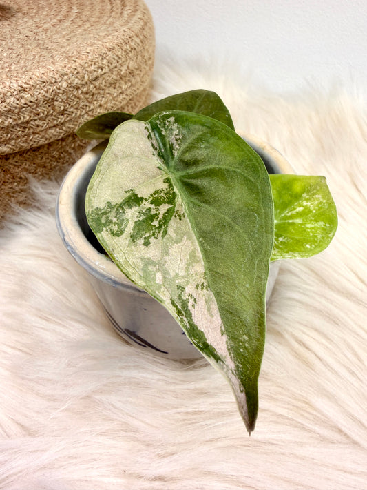 Variegated Alocasia Wentii Albo Pink