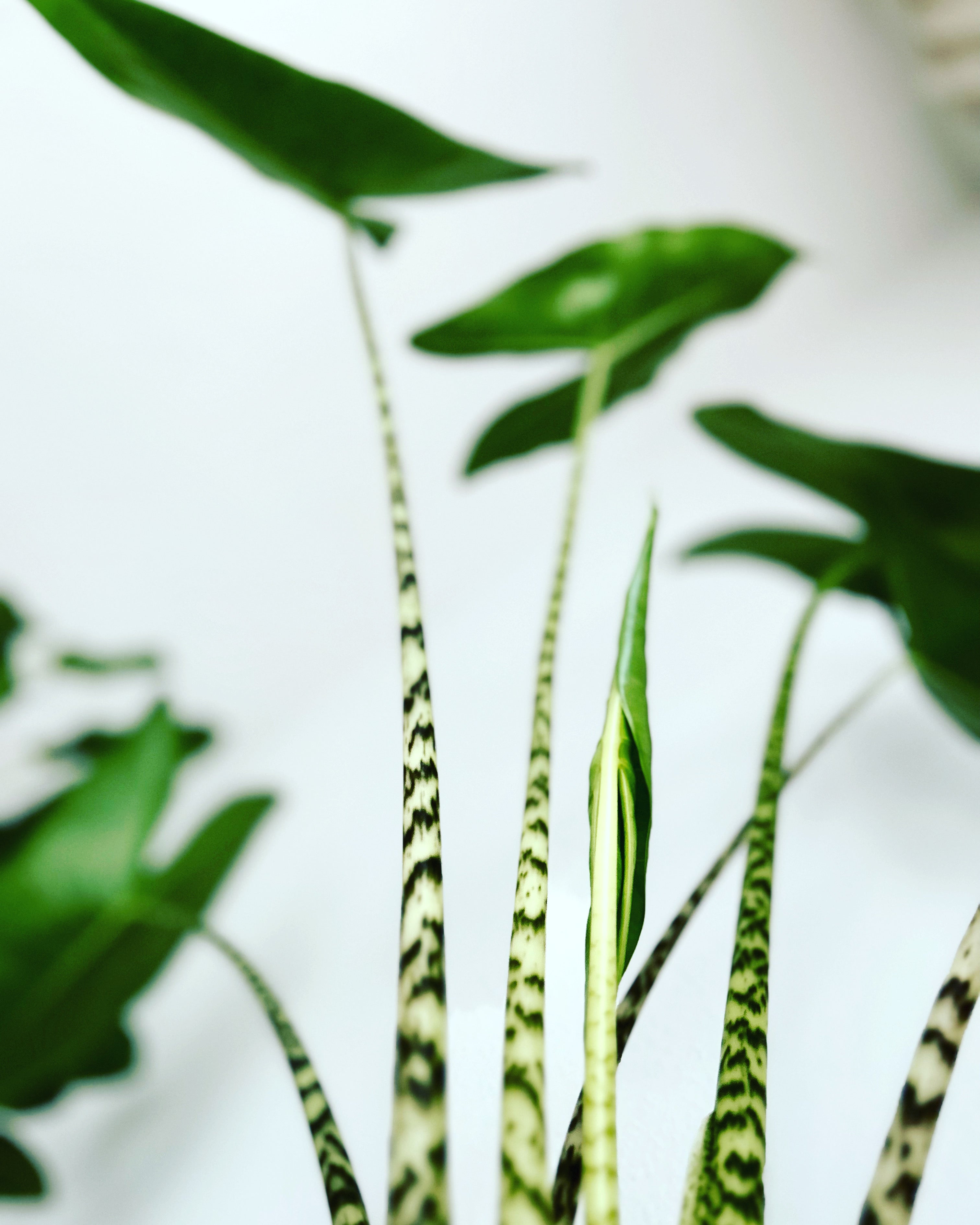 Alocasia and Variegated Alocasia