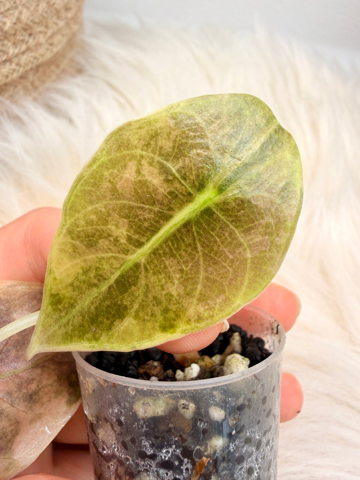 Variegated Alocasia Sedenii Pink