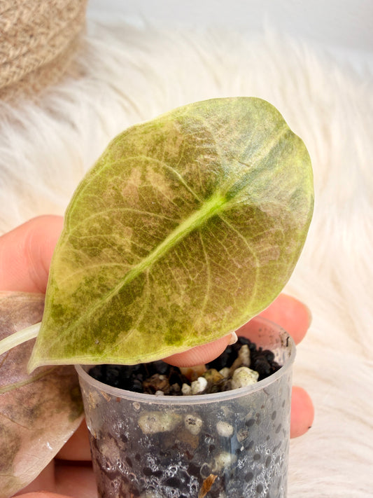 Variegated Alocasia Sedenii Pink