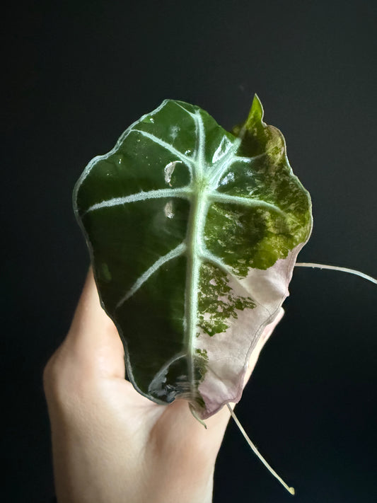Variegated Alocasia Amazonica Polly Albo | Pink aus Rhizom gezogen
