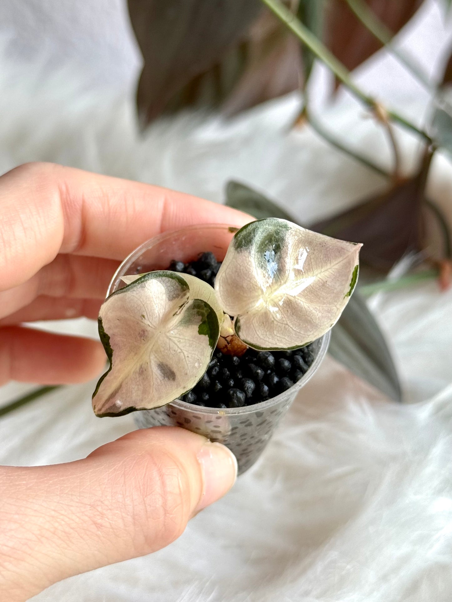 Variegated Alocasia Heart Balloon Pink