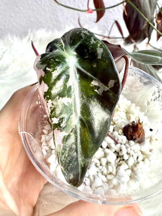 Variegated Alocasia Amazonica Polly Albo | Pink aus Rhizom gezogen