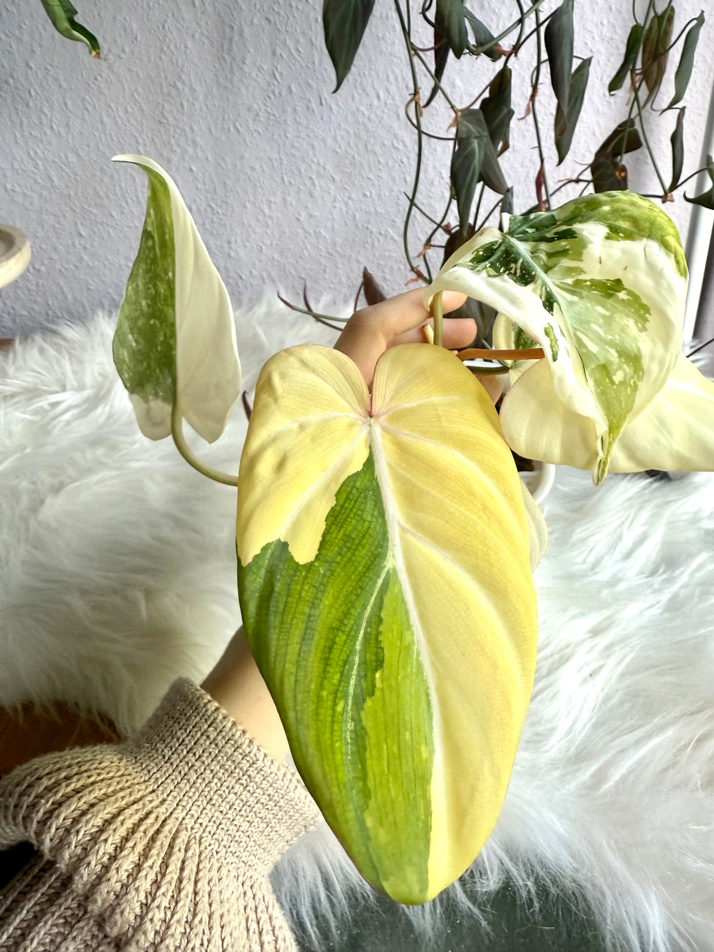 Philodendron Gloriosum Tricolour Variegata Tissue Culture Bag
