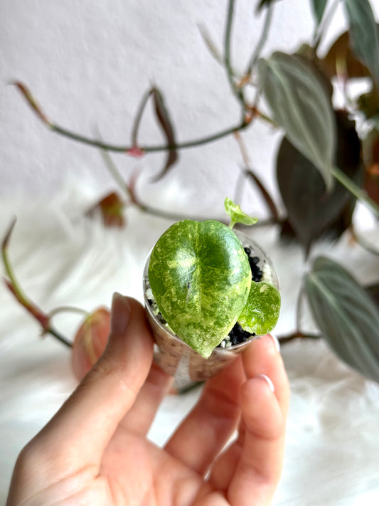 Variegated Alocasia Nebula