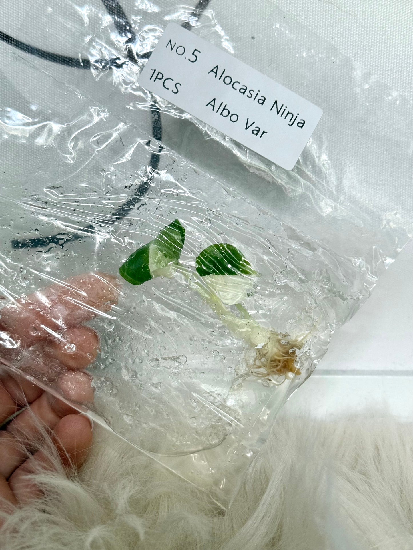 Variegated Alocasia Ninja Albo (True Albo, not Mint) Tissue Culture