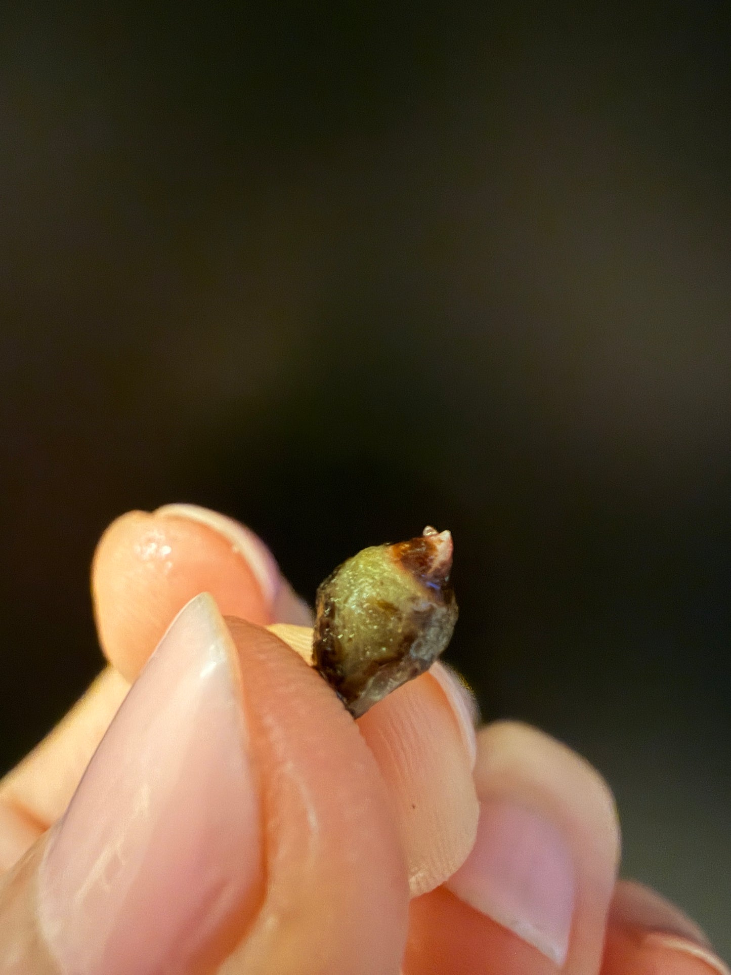 Variegated Alocasia Nebula Albo Pink Corm