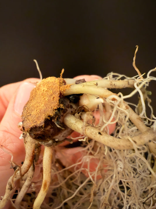 Variegated Alocasia Nebula Albo Pink Stem Cut
