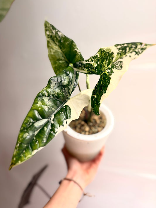 Variegated Alocasia Simpo Albo Corms | rhizome