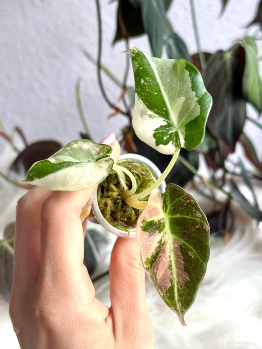 Variegated Alocasia Black Velvet Pink