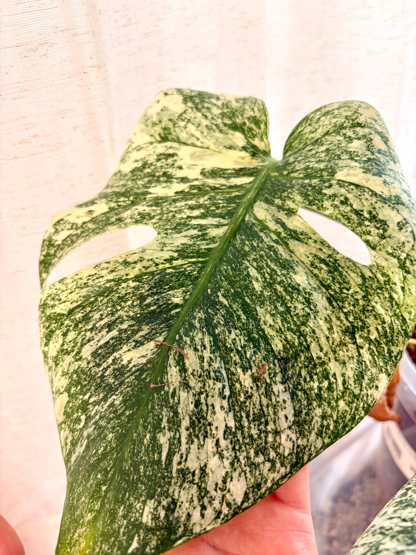 Variegated Monstera Mint - Rare Variegated Aroid for Collectors