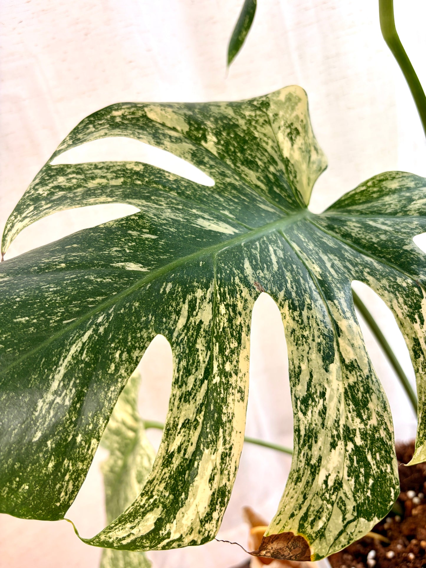 Variegated Monstera Mint - Rare Variegated Aroid for Collectors