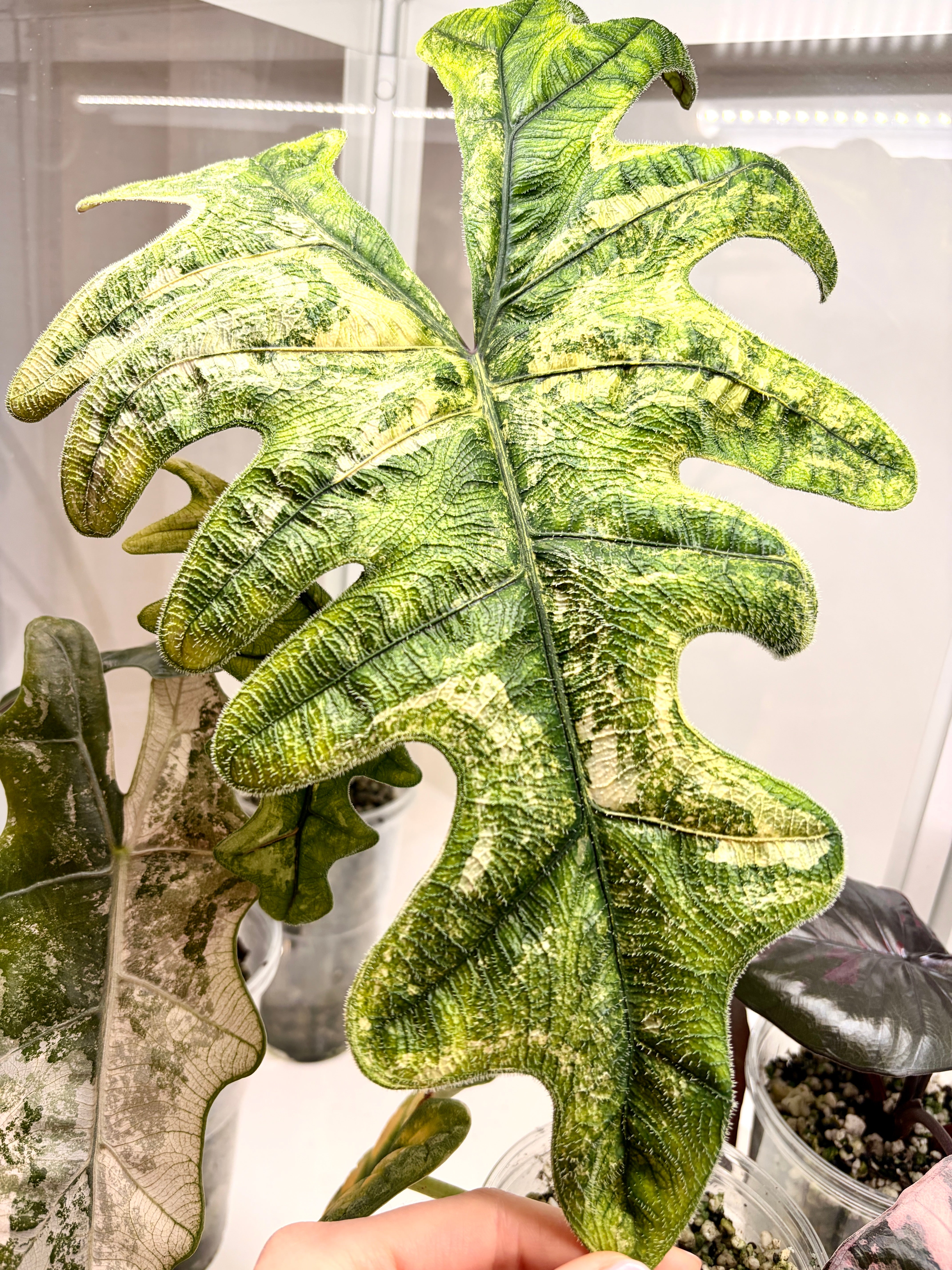 Variegated Alocasia Jacklyn Corms | Rare Variegated Bulbs