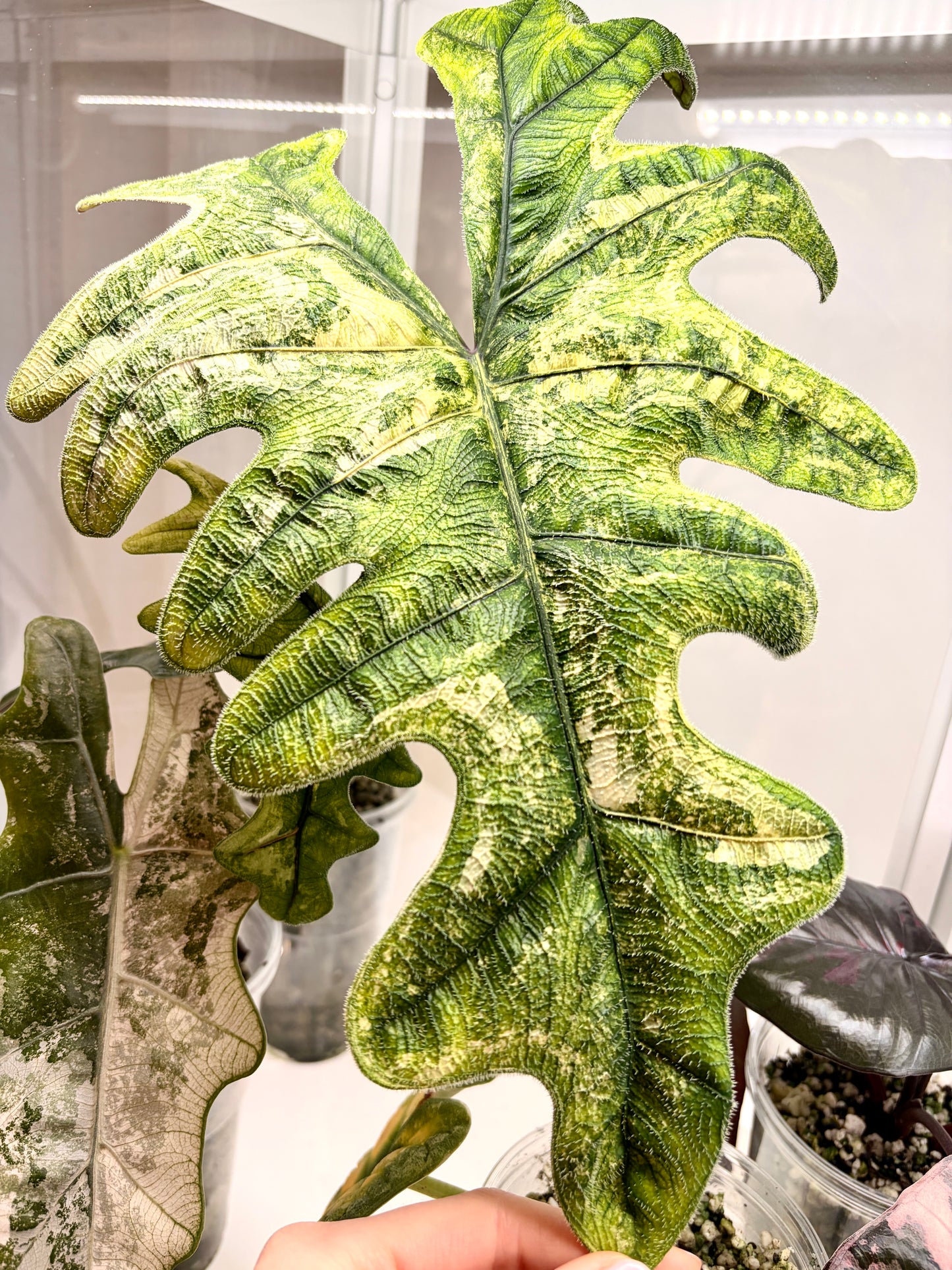 Variegated Alocasia Jacklyn Corms