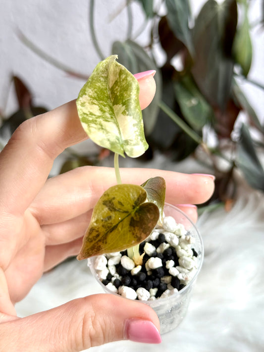 Variegated Alocasia Cuprea Latte