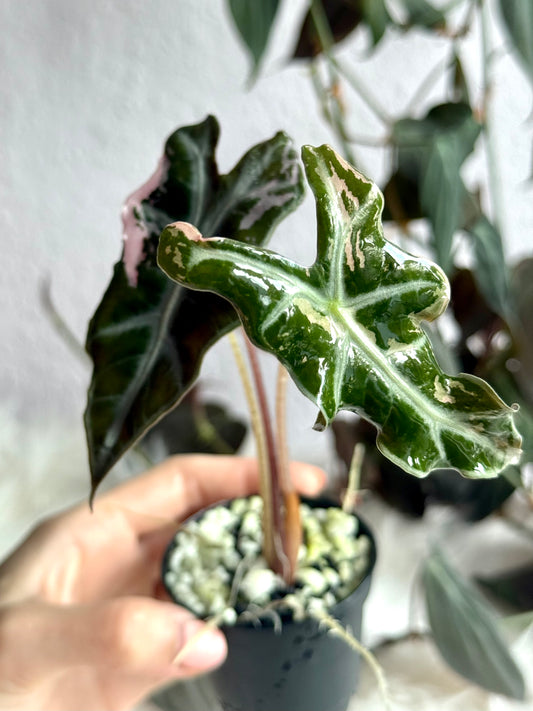 Variegated Alocasia Nobilis Pink