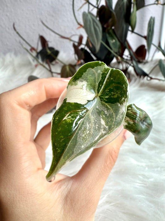 Variegated Alocasia Azlanii Albo | Pink