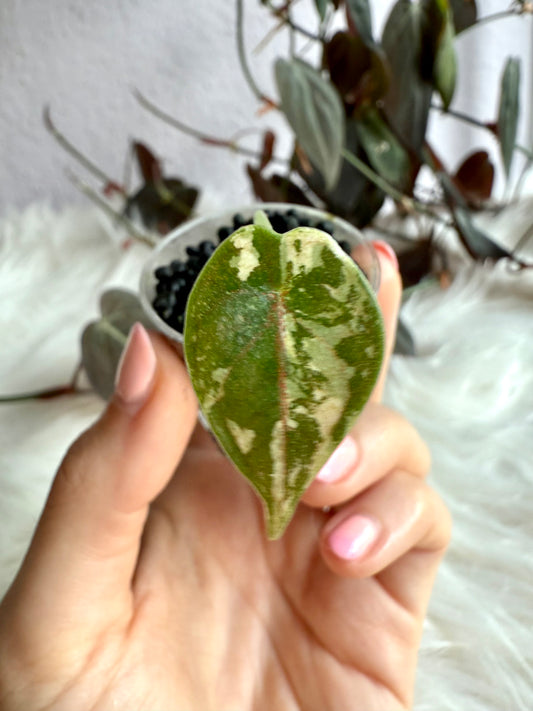 Variegated Alocasia Azlanii Aurea