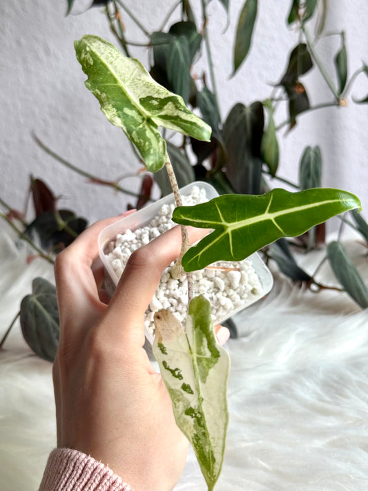 Variegated Alocasia Sarian Albo