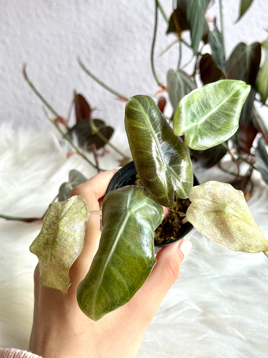 Variegated Alocasia Pink Dragon Stardust